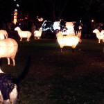 Sheep safely grazing at Lantern Festival