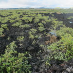 Greenery takes hold on the craggy lava rock of Rangitoto