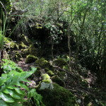 A forested walkway on Rangitoto