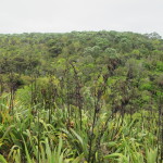 The multiple colors of emerging forest, Tiritiri