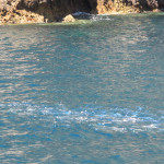 Schools of blue maumau nipping at the surface of the water