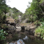 A pool in the forest along the Wairere waterway