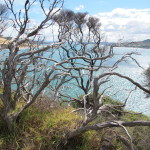 Trees twisted and stunted at Hokianga Harbour