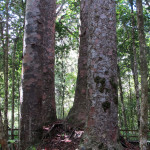 The Four Sisters - kauri trees joined at the hip