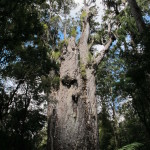 Te Matua Ngahere, the widest kauri at 16.4 meters around