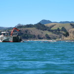 Harvesting green-lipped mussels in Coromandel Harbour