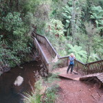 Descending alongside Fairy Falls, Waitakere