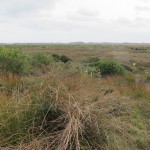 The grassy terrain shows no trace of our passage