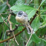 Fantail on Rangitoto Island