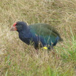 Takahe, endemic to New Zealand