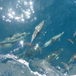 A host of common dolphins