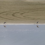 Stilts nibbling at Ahipara beach