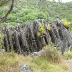 Striated basalt amid the woods
