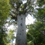 Tane Mahuta, the oldest and tallest kauri at 51.5 meters