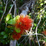 Pohutakawa, or Christmas Tree, flower