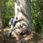 Tree huggers, kauri-style
