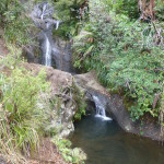 Along Fairy Falls, Waitakere Ranges