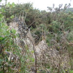 Bushes block the way before a wall of pricky gorse