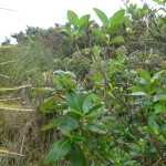 Seeking passage where bushes abut the grasses