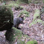 A wallaby peeks out of the forest