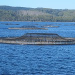 Atlantic salmon farming in Macquarrie Harbour, Strahan