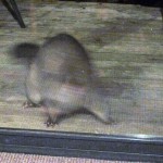 Let me in, quoth the brush-tail possum