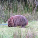 Which way the wombat?