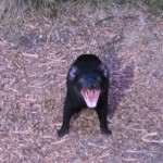 The cry of the Tasmanian Devil
