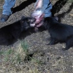 Tassie Devils ripping apart a leg - a wallaby's, not the feeder's