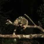 Quoll ready to pounce on its prey