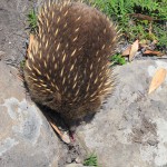 A foraging echidna, poking out his tongue