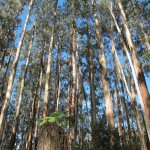 Tall trees, red gums at Tarra-Bulga