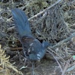 Superb Lyrebird near the trail, about a meter long, but without superb tail