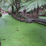 Garden pool layered with tiny leaves at Alfred Nicholas estate