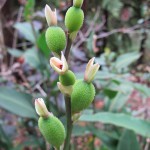 Unusual blooms at Alfred Nicholas Gardens