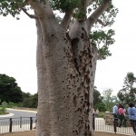 The giant boab tree, age 750, newly moved to Perth