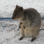 A friendly quokka