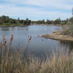 The wetlands of Westgate Park