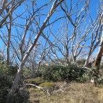 Snow gums reborn from the burnt ones - Mt. Buffalo