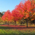 Reds and oranges of Bright in the fall