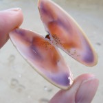 The rainbow colors of the inner mollusk