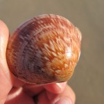 Aztec patterns on a shell