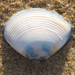 Cool blues of a bivalve