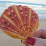 Radiant delight on 90 Mile Beach