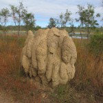 Termite mound near the wetlands, Mareeba