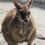 Rock-climbing Rock Wallaby at Granite Gorge, Mareeba