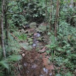 Rainforest, Mossman Gorge