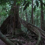 Buttressing tree stretching out its roots