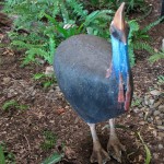 The only Cassowary we saw, sculpted