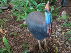 Read more about the article Ode: Nary a Cassowary